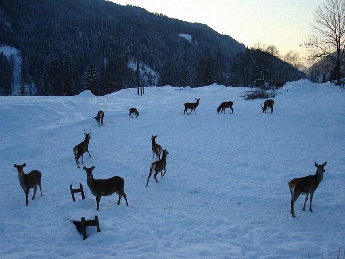 Bauernhof Hatzlhof Schöder Zewnętrze zdjęcie