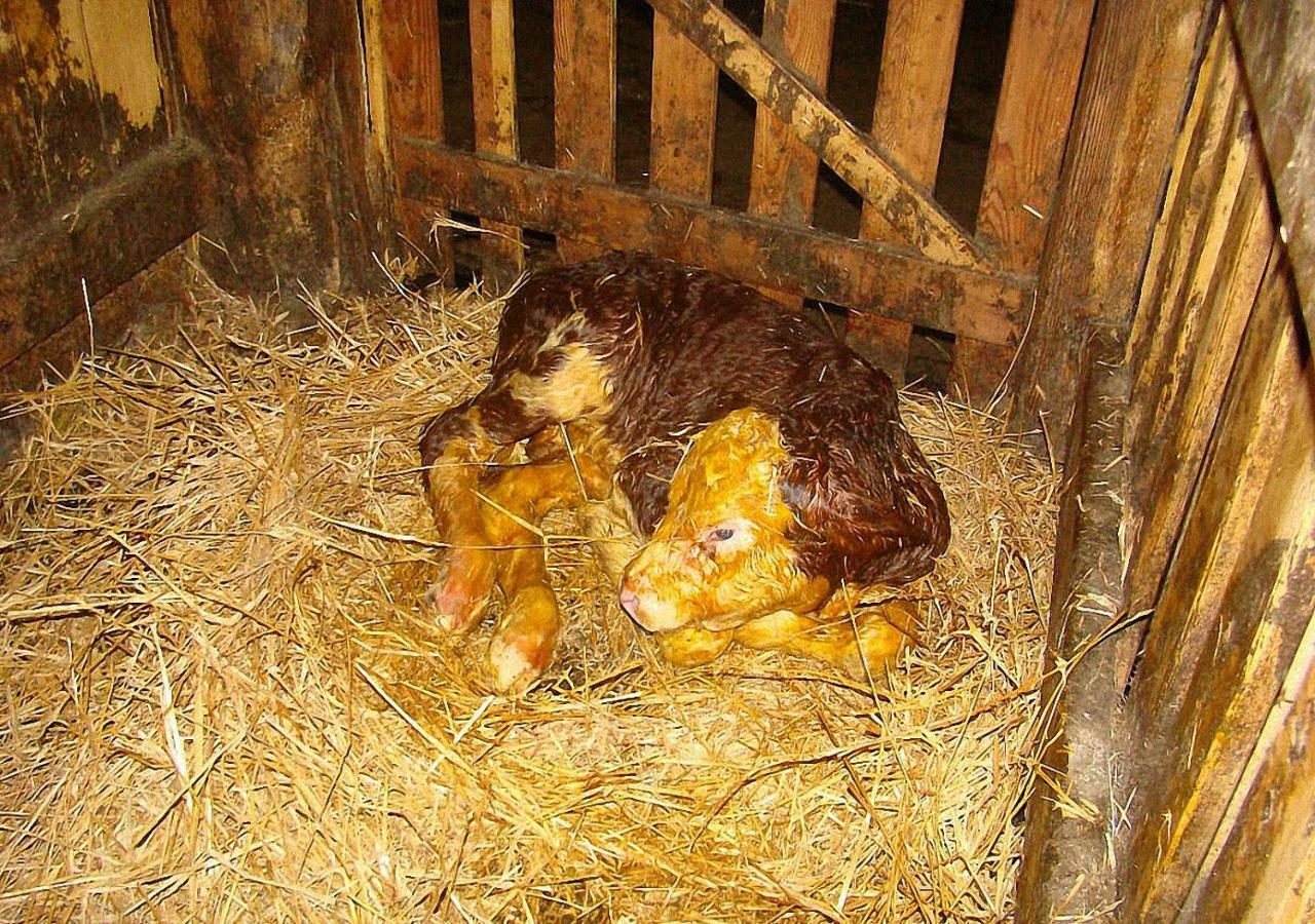 Bauernhof Hatzlhof Schöder Zewnętrze zdjęcie